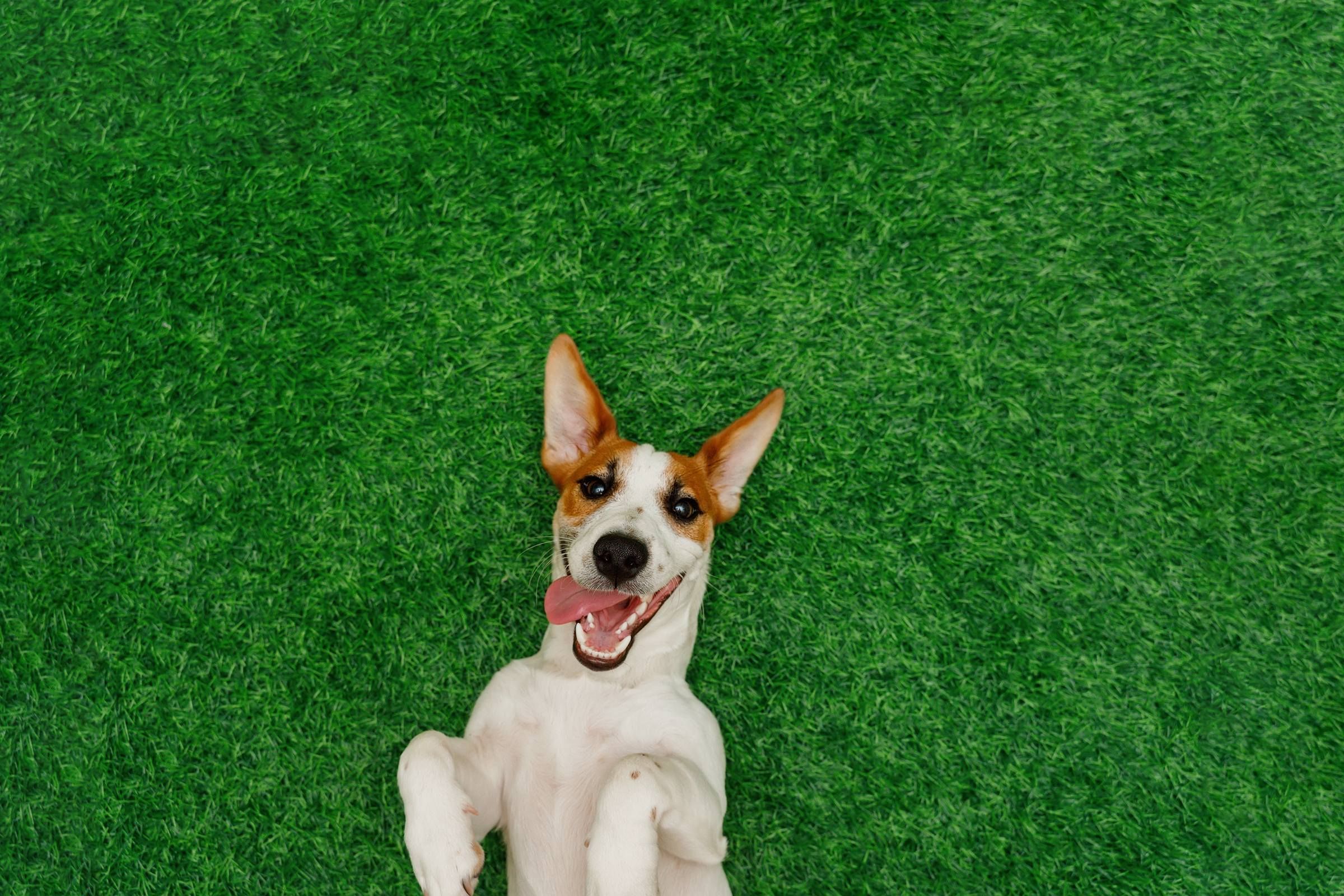 Smiling jack russel terrier dog, lying on green grass.